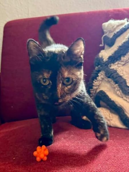 Penny, liebe tabbyfarbene Katze s. Zuhau