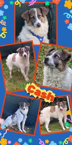 Hübscher Cash wartet in Langenzenn!