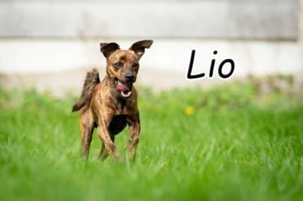 Lio sucht Erfolge mit Ihnen🎉❤