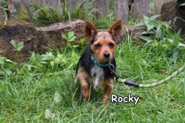 ROCKY