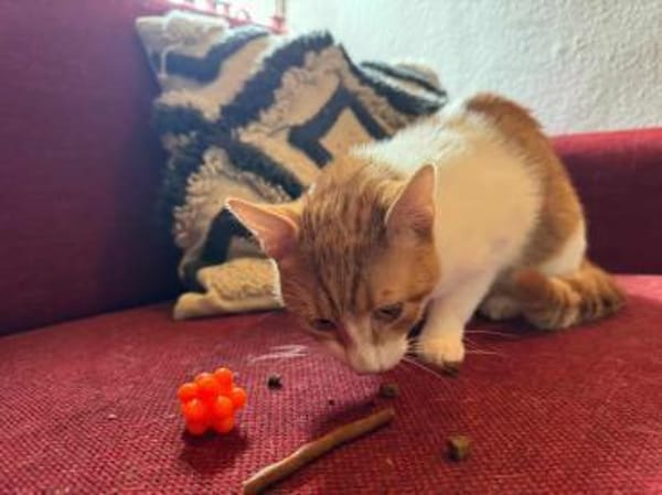 Porto, lieber Kater sucht Familie