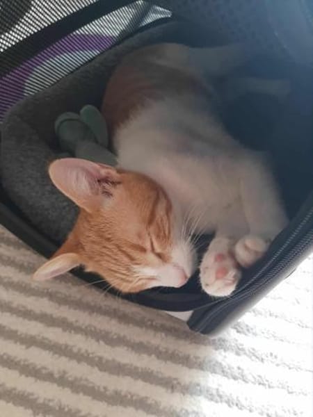 Porto, lieber Kater sucht Familie