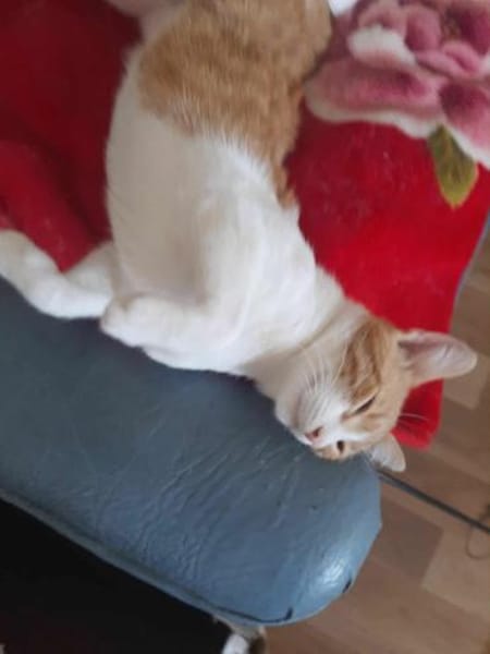 Porto, lieber Kater sucht Familie