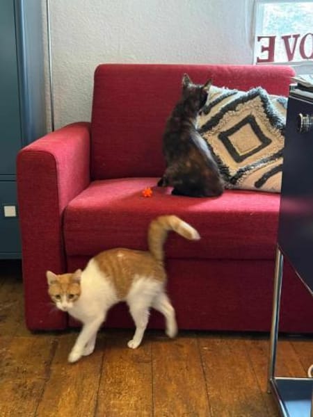 Porto, lieber Kater sucht Familie