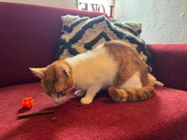Porto, lieber Kater sucht Familie