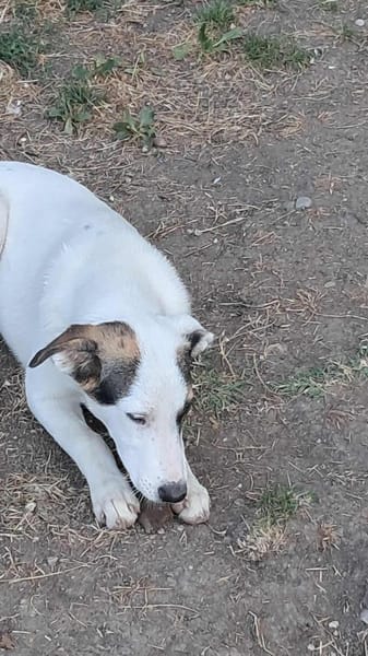 Bianca, Zuckerschnute sucht Anschluß