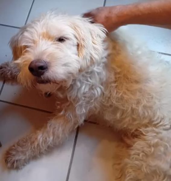 Jerry sucht dringend neues zu Hause