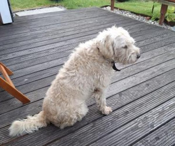 Jerry sucht dringend neues zu Hause