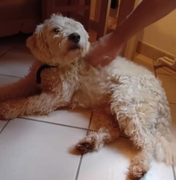 Jerry sucht dringend neues zu Hause