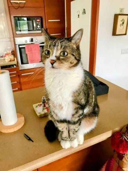 Hübscher älterer Kater Little Un