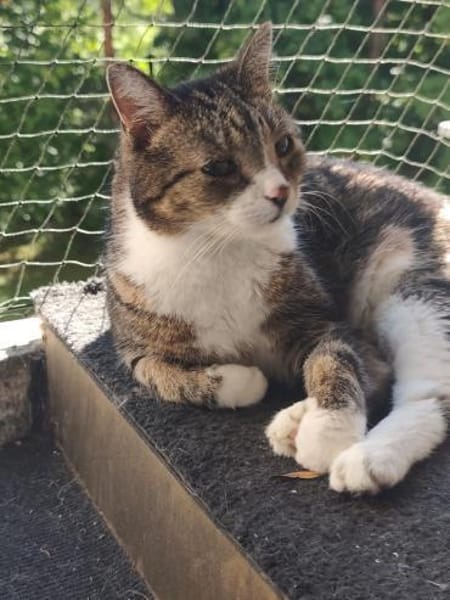 Hübscher älterer Kater Little Un