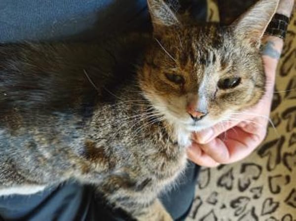 Hübscher älterer Kater Little Un