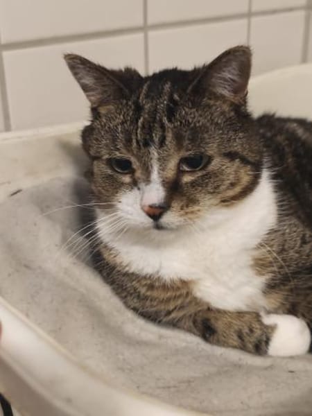 Hübscher älterer Kater Little Un