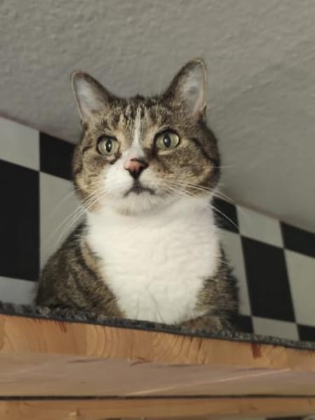 Hübscher älterer Kater Little Un