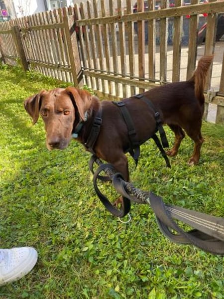 Mina💜💜💜 Für-immer-Zuhause gesucht