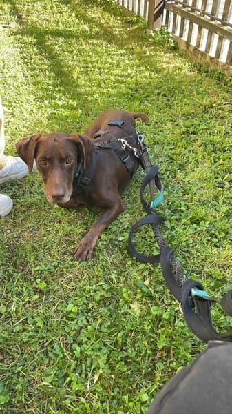 Mina💜💜💜 Für-immer-Zuhause gesucht