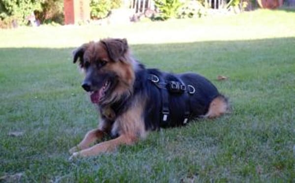 Schäferhundmix Paddington