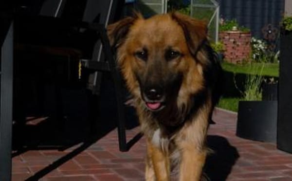 Schäferhundmix Paddington