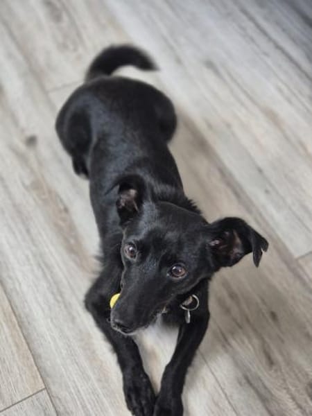 Fifi, wunderbarer Hundemann, 7J 49326