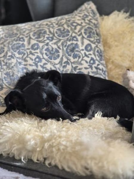 Fifi, wunderbarer Hundemann, 7J 49326