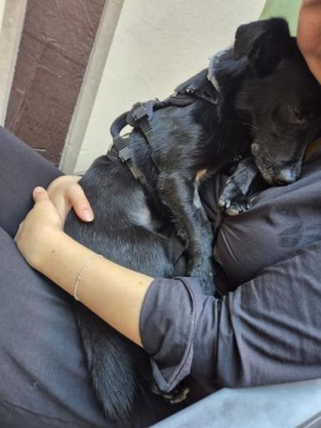 Fifi, wunderbarer Hundemann, 7J 49326