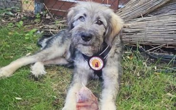 Knopfauge Cedric sucht dich!