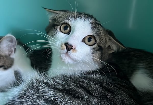 ELLIOTT