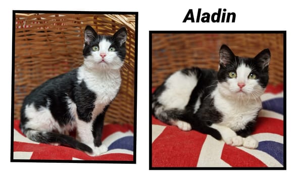ALADIN