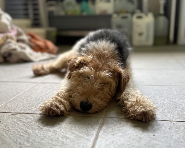 ELFY