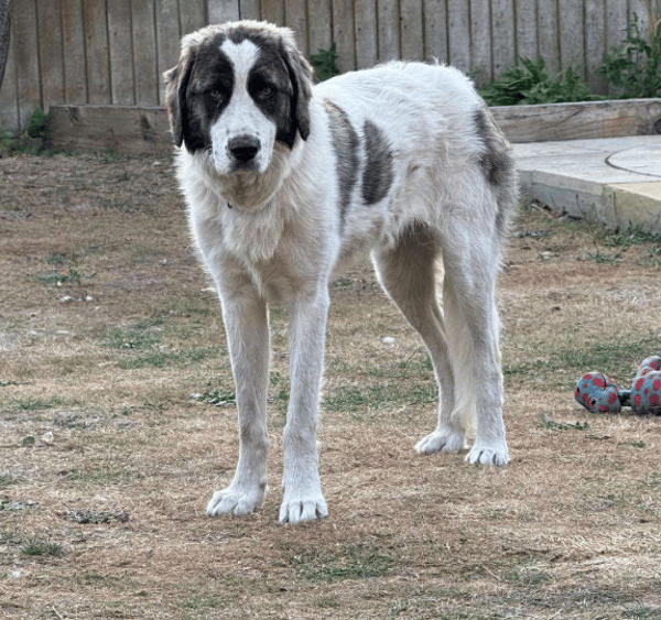 Frida