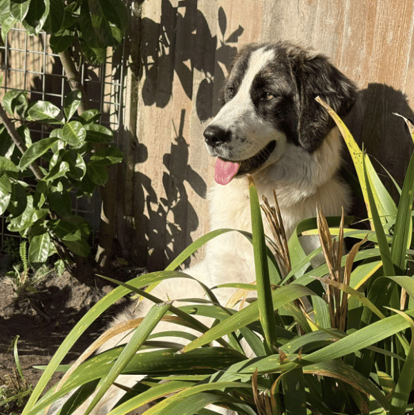 Frida