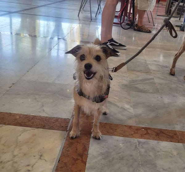 Pilou