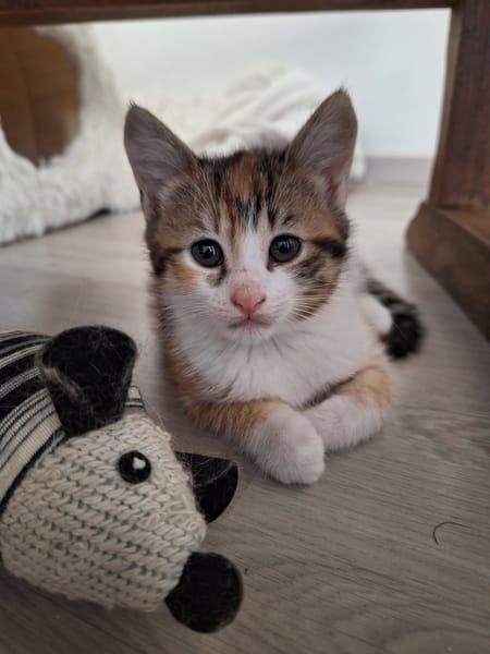 Myrtille