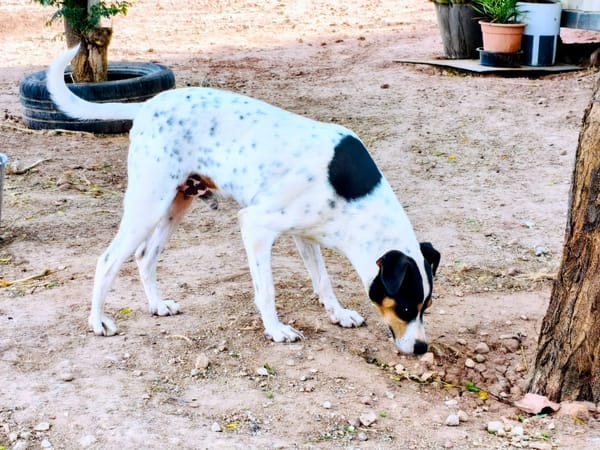 AIREN (Animalcazar)