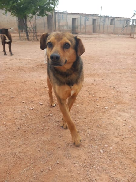 BOMBON (Animalcazar