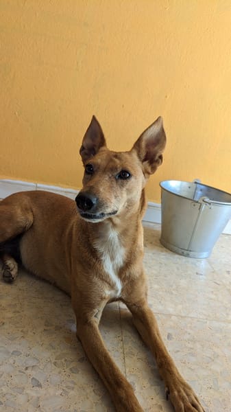 FRESA (Animalcazar)