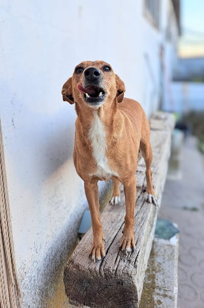 FRESA (Animalcazar)