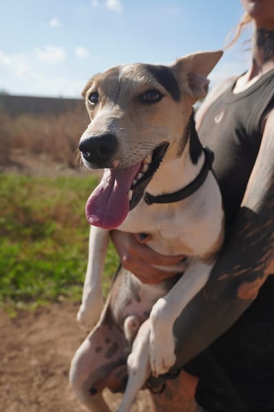 PINGO (Maria)
