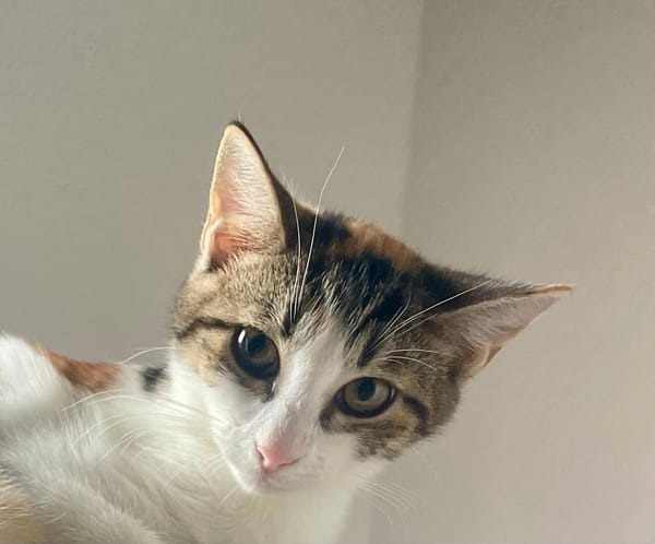 Ganasha, femelle, chat européen, née le 15/04/2025 🐱