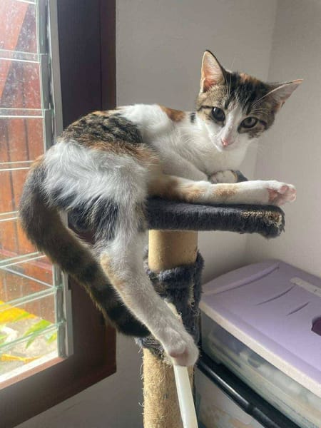 Ganasha, femelle, chat européen, née le 15/04/2025 🐱