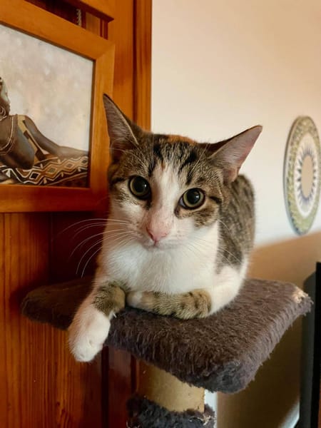 Ganasha, femelle, chat européen, née le 15/04/2025 🐱