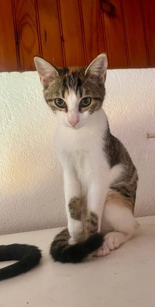 Ganasha, femelle, chat européen, née le 15/04/2025 🐱