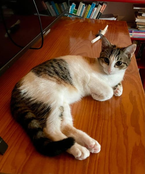 Ganasha, femelle, chat européen, née le 15/04/2025 🐱