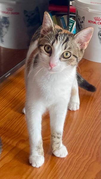 Ganasha, femelle, chat européen, née le 15/04/2025 🐱