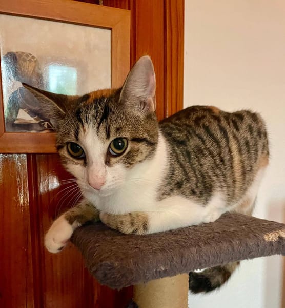 Ganasha, femelle, chat européen, née le 15/04/2025 🐱