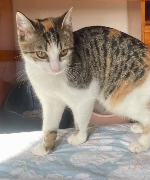 Ganasha, femelle, chat européen, née le 15/04/2025 🐱