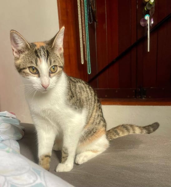 Ganasha, femelle, chat européen, née le 15/04/2025 🐱