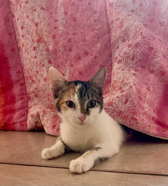 Ama, femelle, chat européen, née le 15/04/2025 🐱