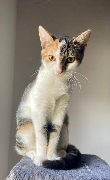 Ama, femelle, chat européen, née le 15/04/2025 🐱