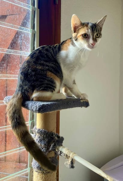 Ama, femelle, chat européen, née le 15/04/2025 🐱